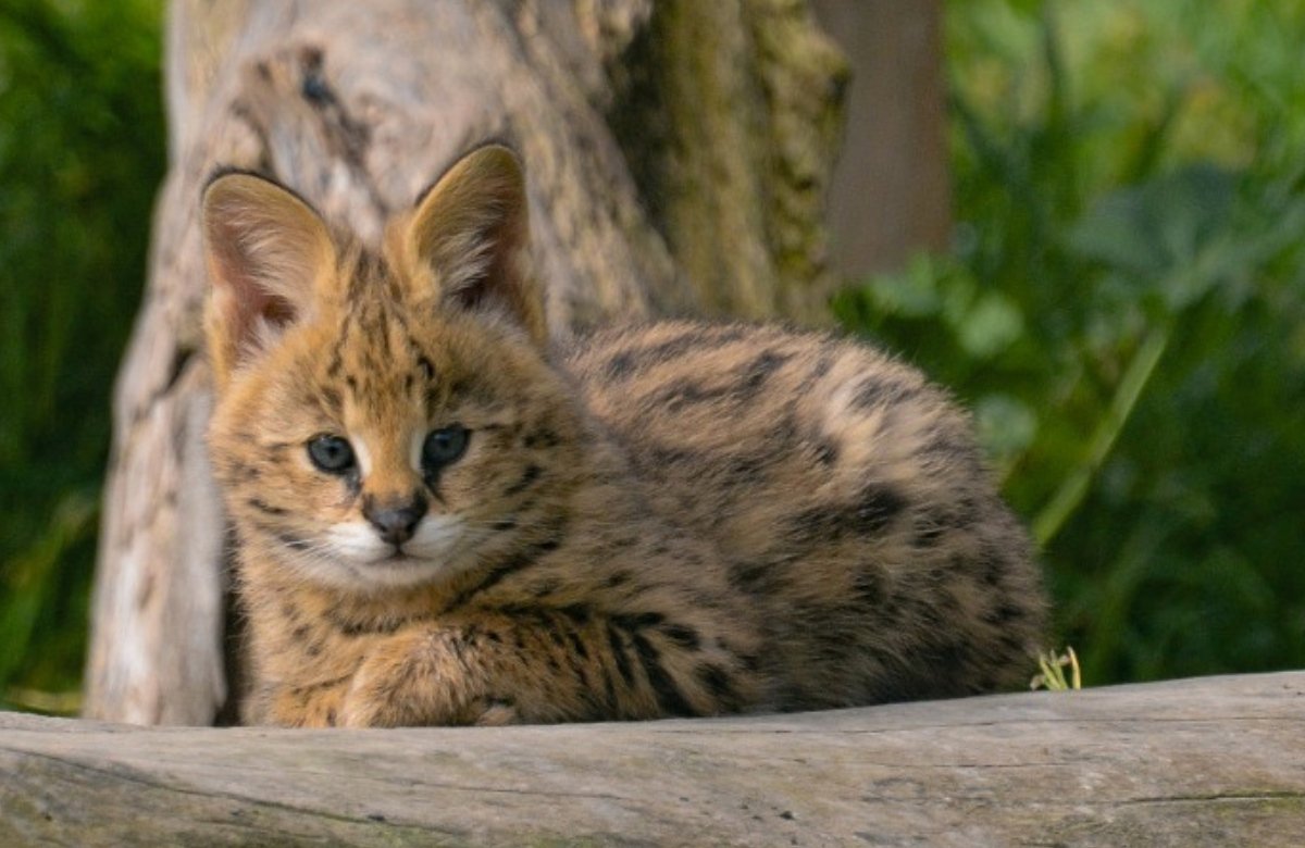 Zoo KOKI